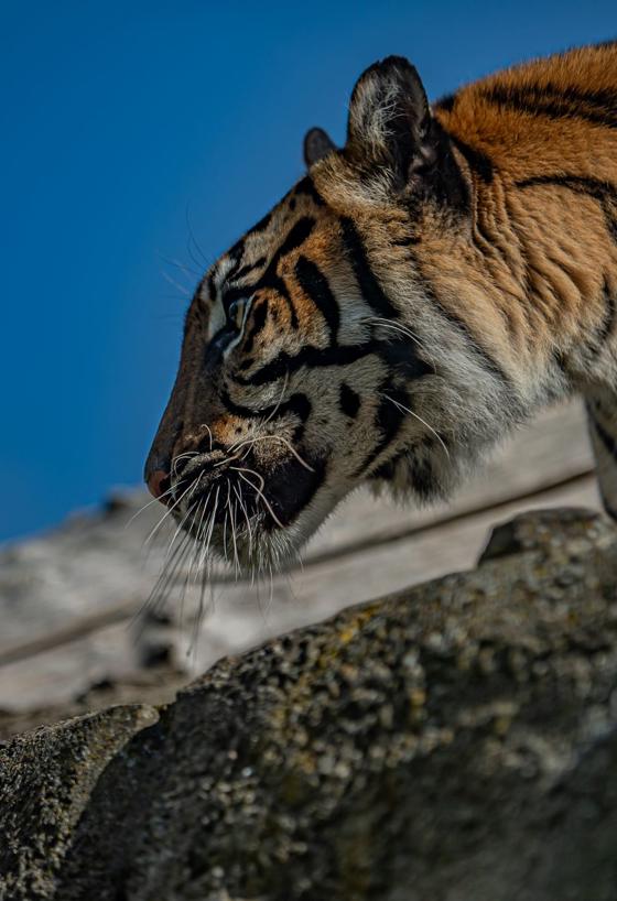 Sumatran Tiger 1