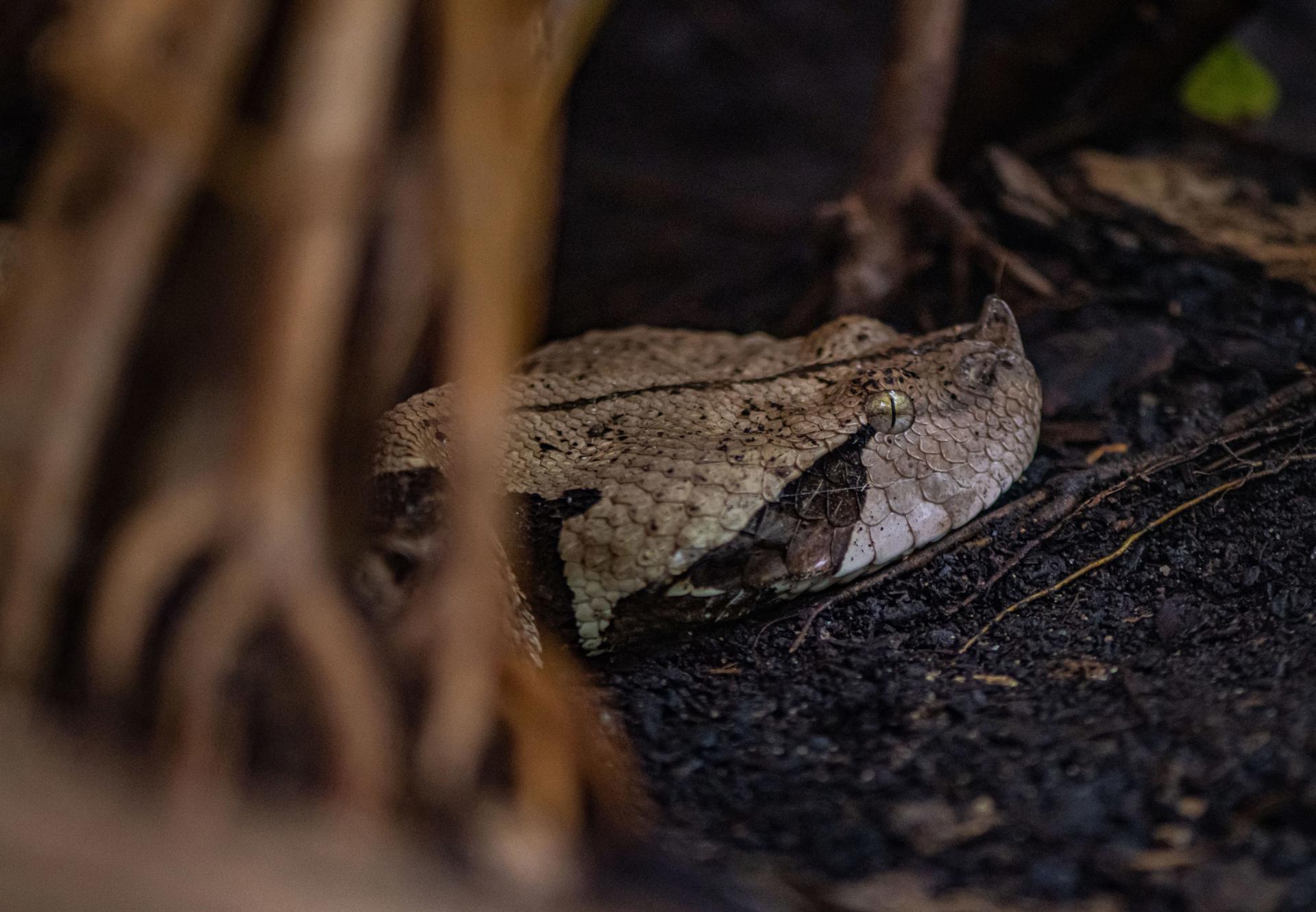 Gaboon viper at Chester Zoo