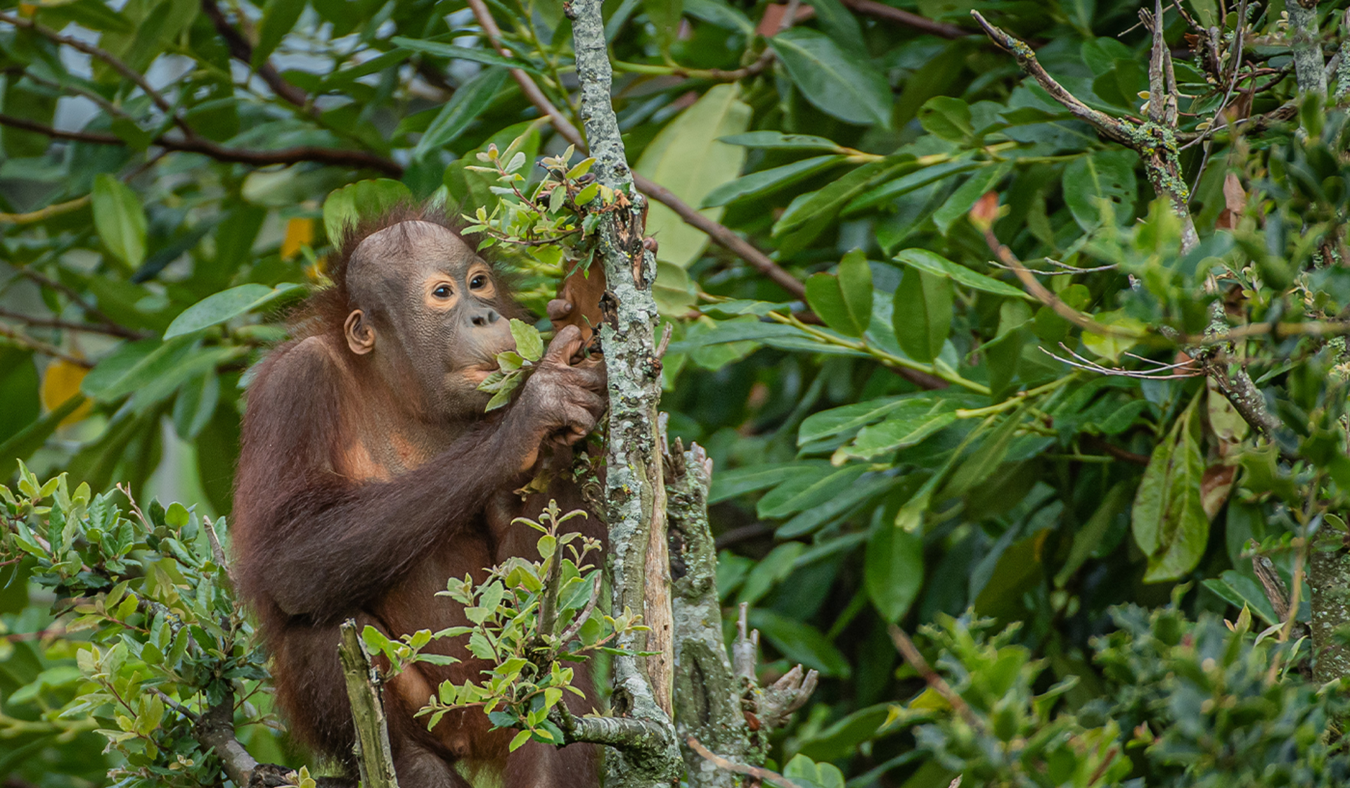Bornean Orangutan
