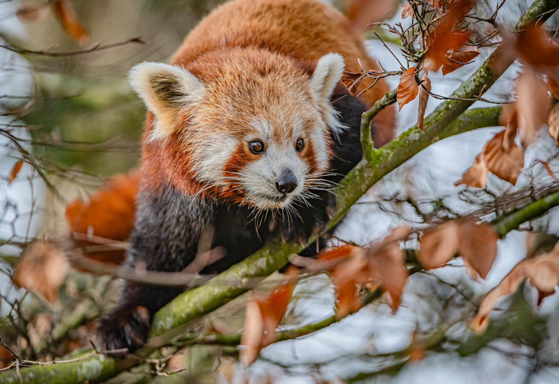 Akashi The Red Panda Has Arrived At Chester Zoo To Help Safeguard Her Species From Extinction 31