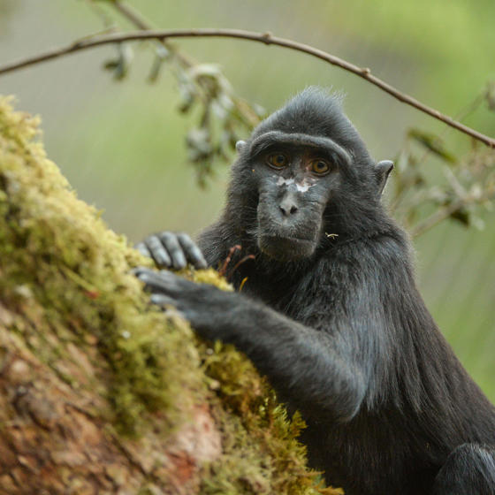 Sulawesi Crested Macaque 6