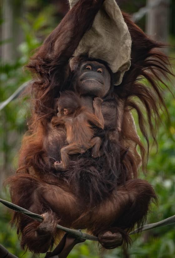 Bornean Orangutan With Mum Leia At Chester Zoo