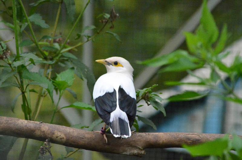 Black Winged Starling Songbird