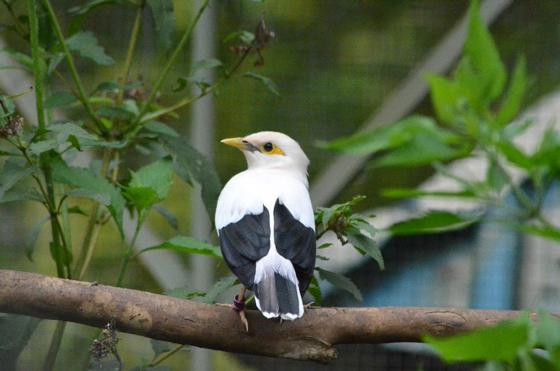 Black Winged Starling Songbird
