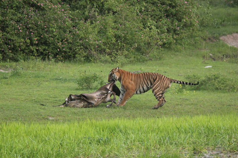 A tiger dragging away the carcass of a cow. Picture by Augustine Prince