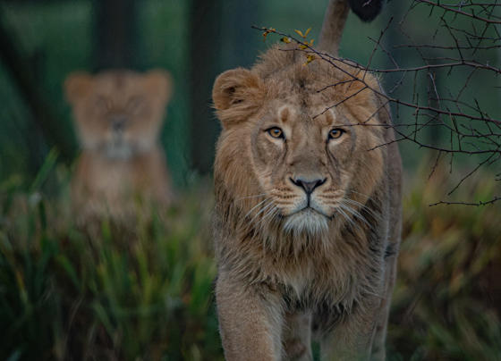 Asiatic Lion, Nilay(15)