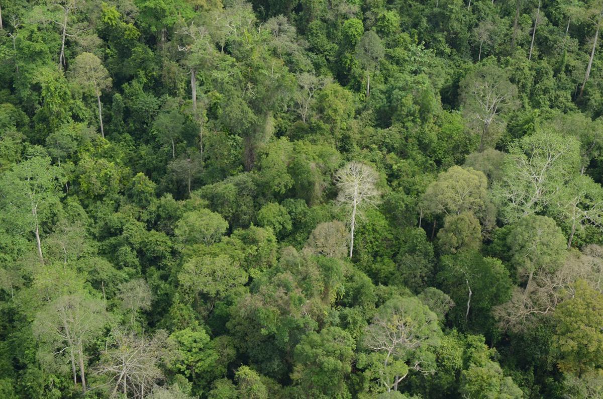 Rainforest Habitat In South East Asia Is Being Lost To Produce Palm Oil Driving Species To Extinction (C) Marc Ancrenaz