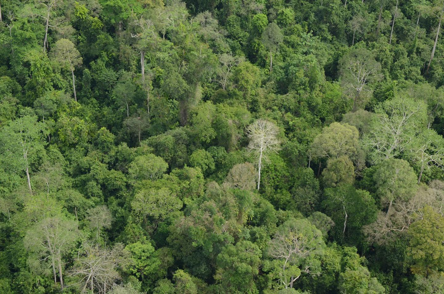 Rainforest Habitat In South East Asia Is Being Lost To Produce Palm Oil Driving Species To Extinction (C) Marc Ancrenaz