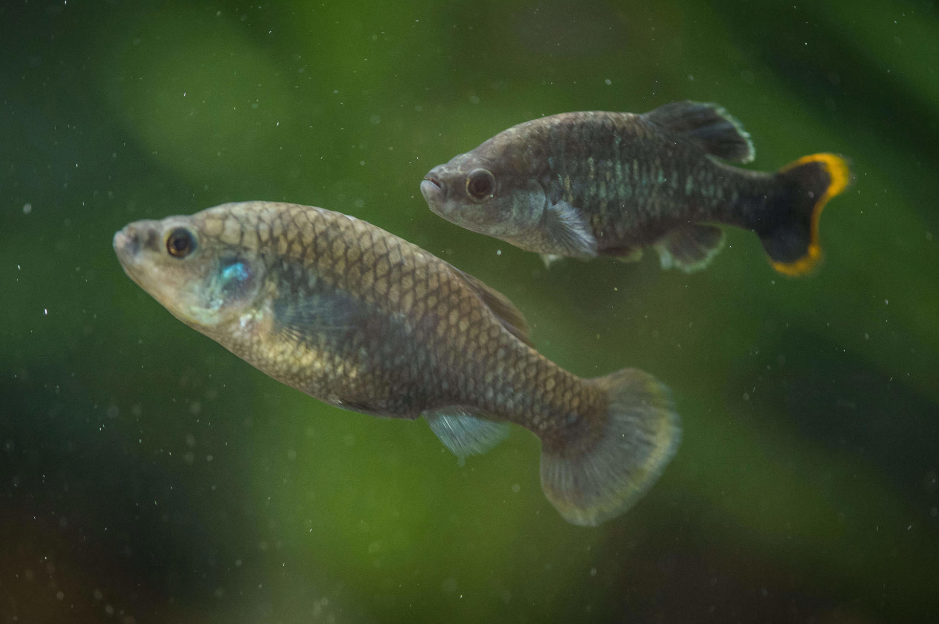 Chester Zoo Helps ‘Extinct Tequila Fish’ To Make A Comeback In Mexico (21) (1)