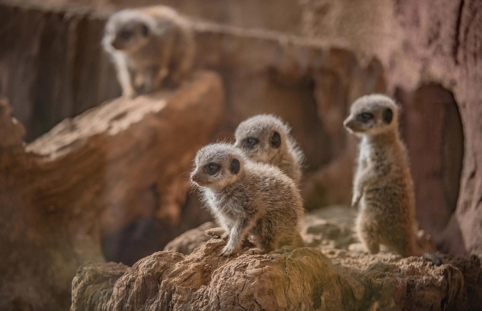 Meerkat 6