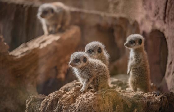 Meerkat 6
