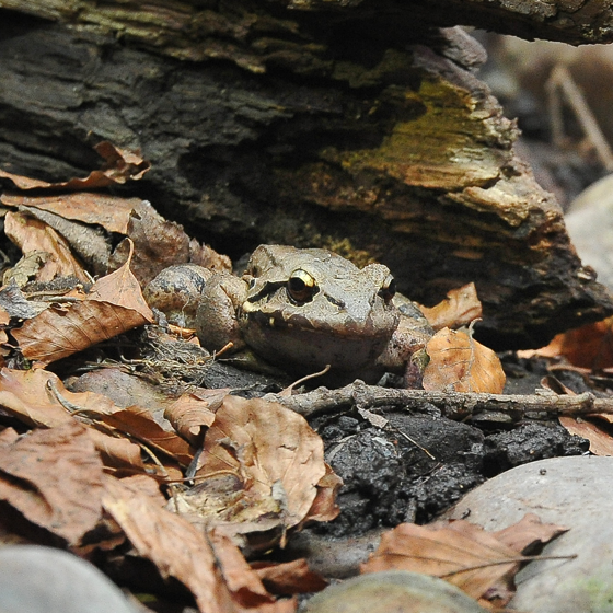 Mountain Chicken Frog 3
