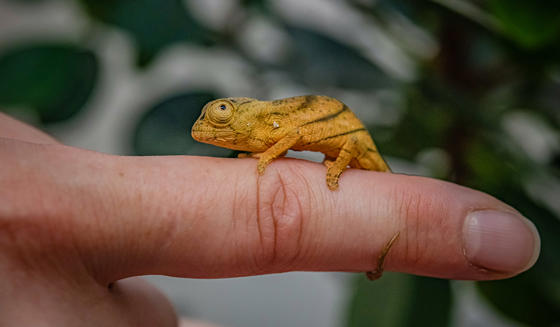 Parson's Chameleon 4
