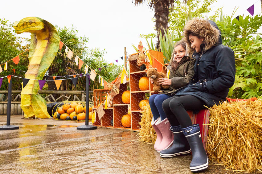 A GIANT Pumpkin Trail And Mystical Beasts Will Take Over Chester Zoo This Halloween