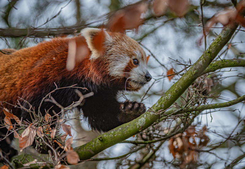 Akashi The Red Panda Has Arrived At Chester Zoo To Help Safeguard Her Species From Extinction 30