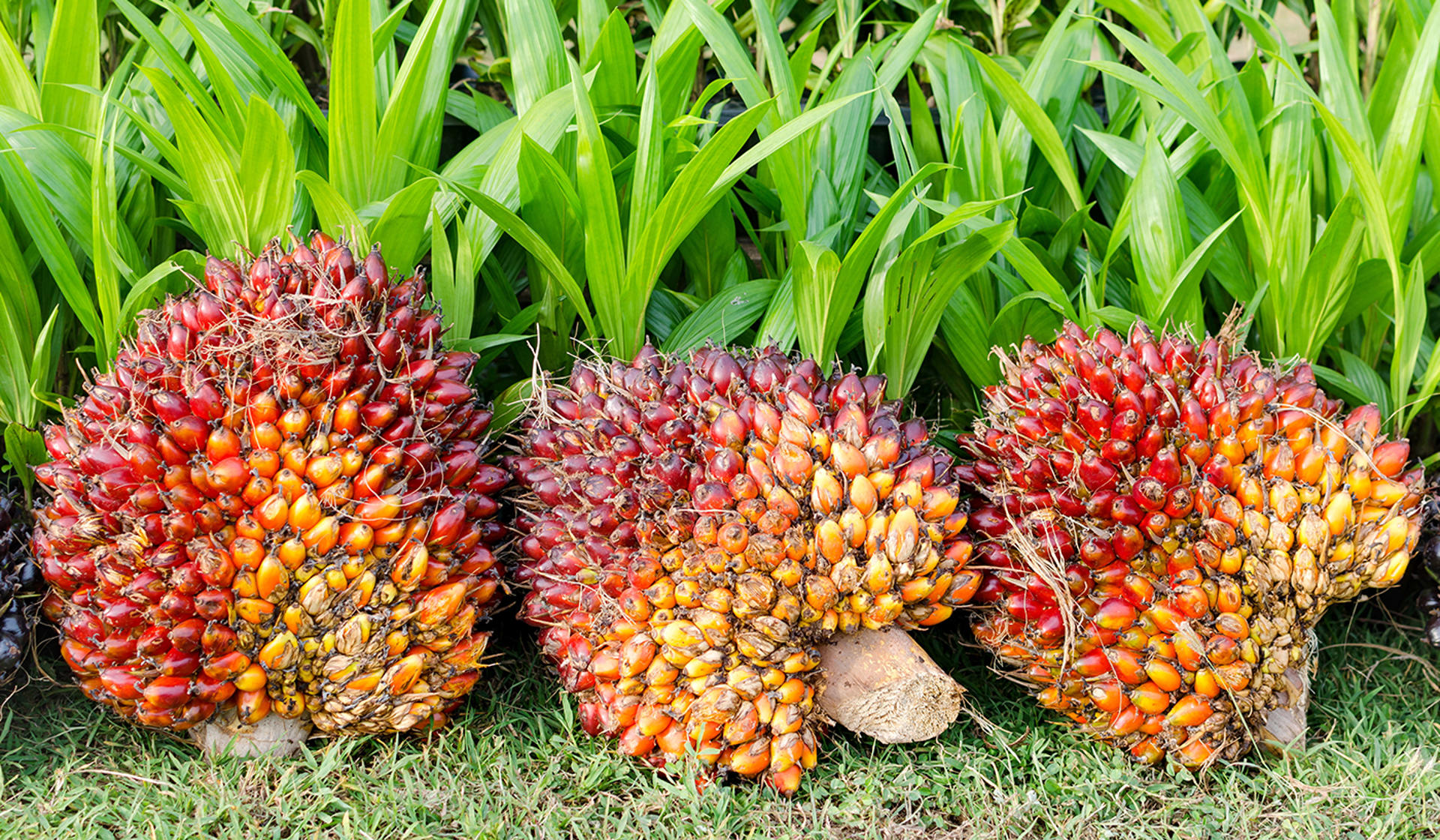 Sustainable Palm Oil Desktop