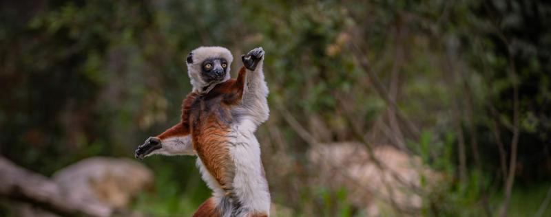 A sifaka leaping sideways