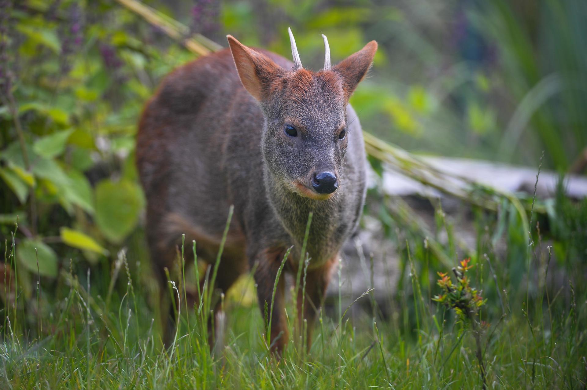 Pudu 7