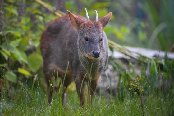 Pudu 7