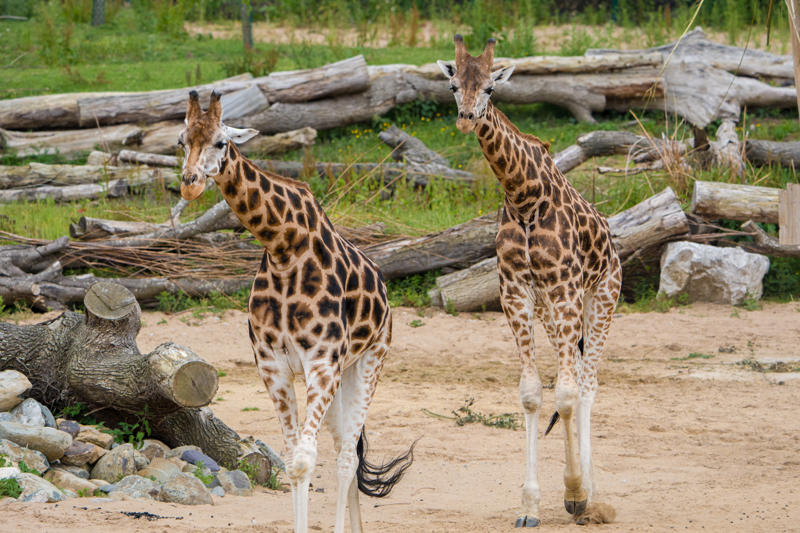 Kris the giraffe alongside another giraffe