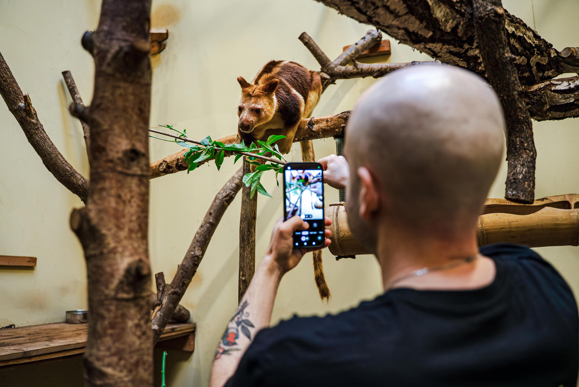 Tree Kangaroo Experience Edit 6