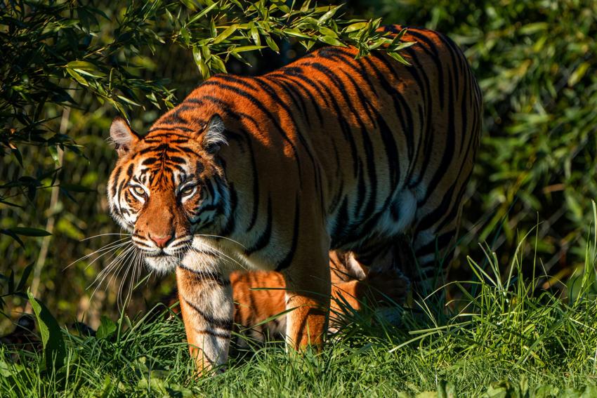Tiger In Grass