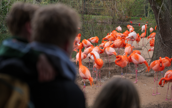 Family Looking At The Flamingos