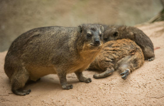 Rock Hyrax 4