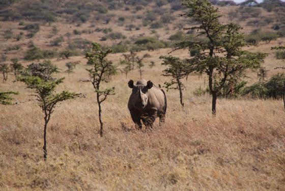 Black Rhino 2