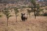 Black Rhino 2