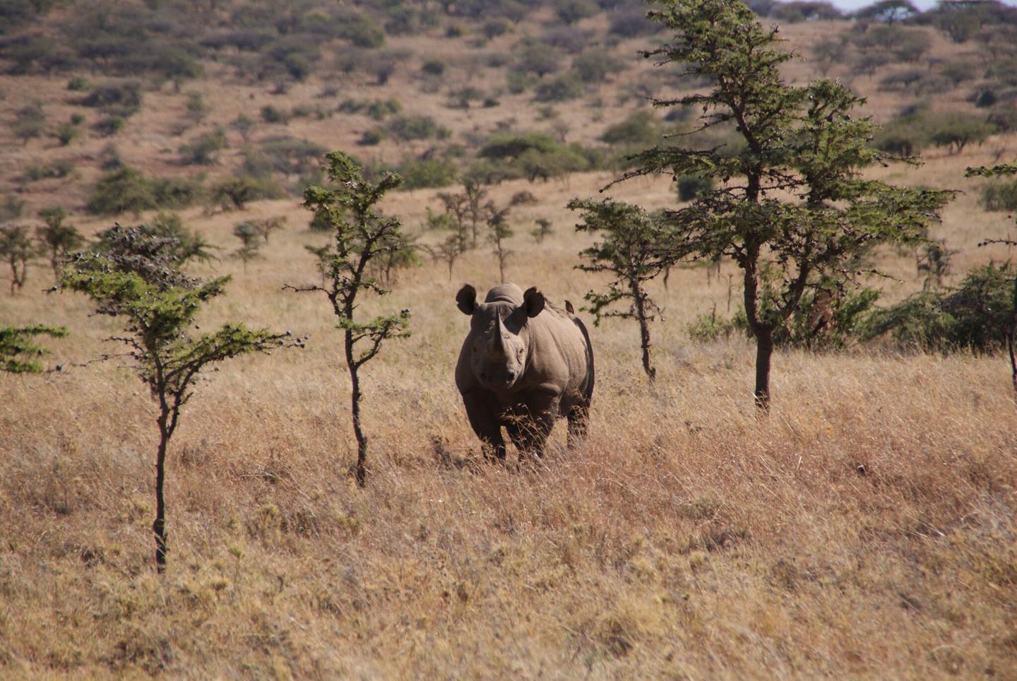 Black Rhino in the Savannah