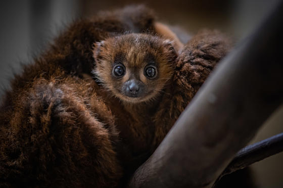 Red Bellied Lemur 7