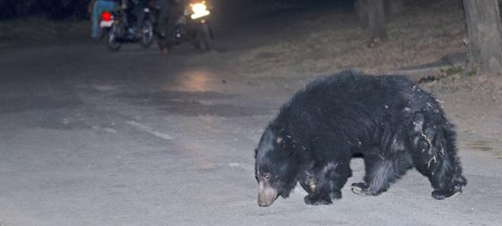 Sloth Bear CC4 Vickey Chauhan (1)