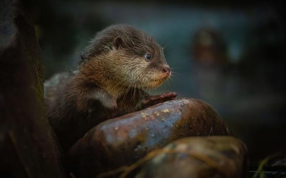 Asian Short Clawed Otter 4