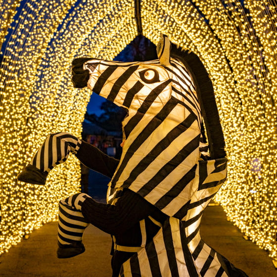 Lanterns And Light Zebra Tunnel Of Light