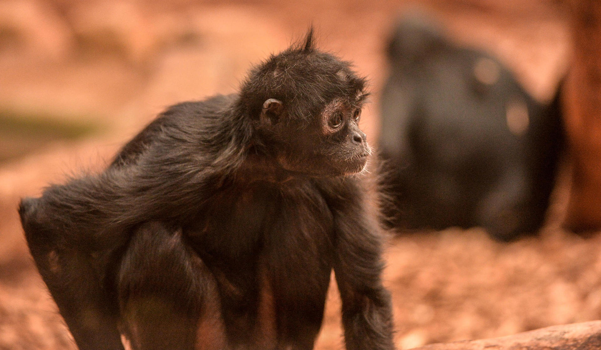 Spider monkey at Chester Zoo