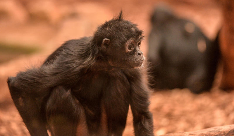 Spider monkey at Chester Zoo