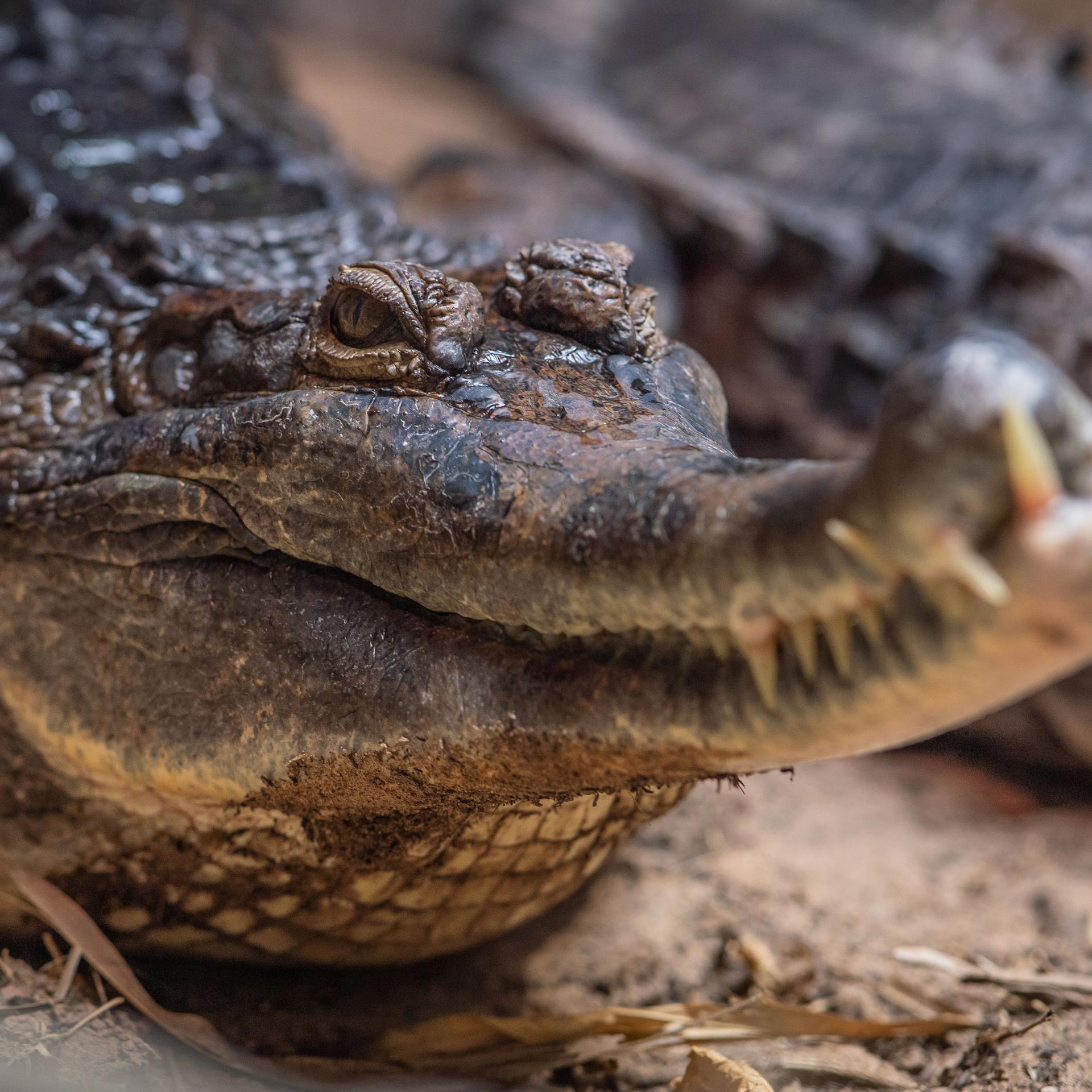 Gharial Adopt An Animal