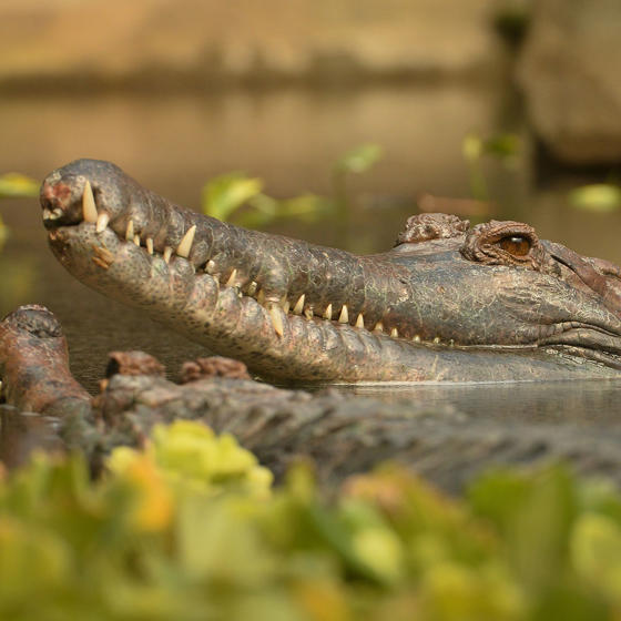 Sunda Gharial 5