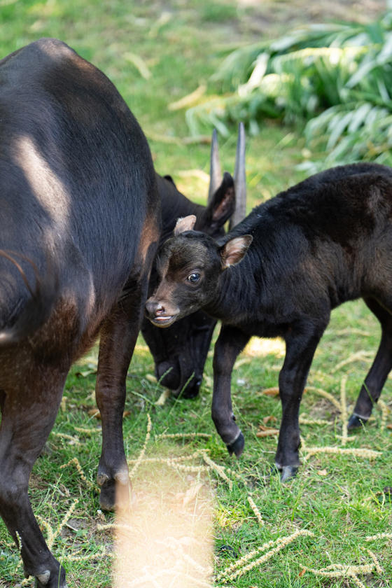 At Just Two Weeks Old, The Female Anoa Calf Has Stepped Outside Of Her Den For The Very First Time12