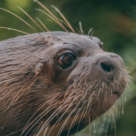 Giant Otter 2