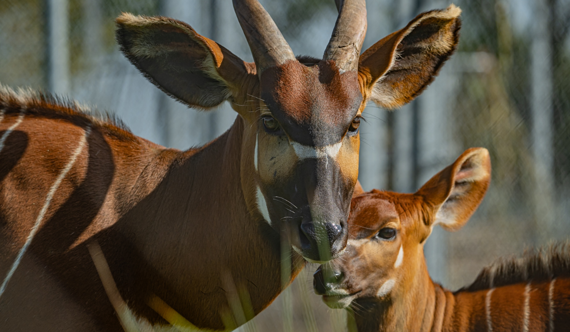 Photo shows rare mountain bongo, a ginger antelope with white stripes and dark fur on its nose