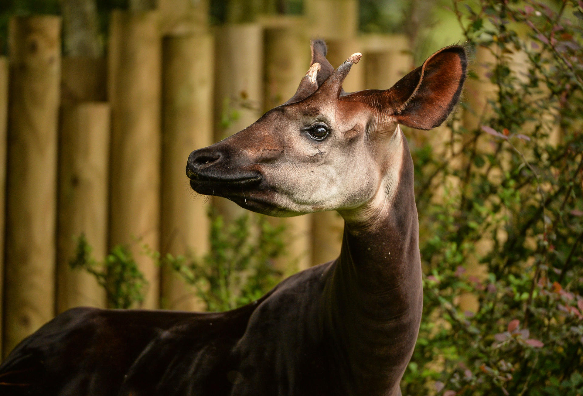 Okapi Dicky (2)
