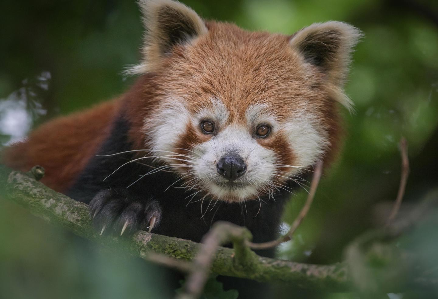 Koda The Red Panda