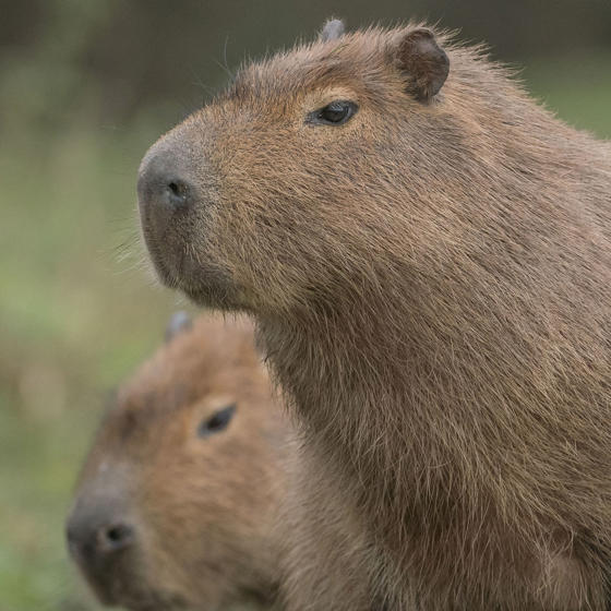Capybara In The Zoo