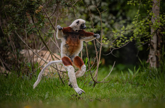 Sifaka 5