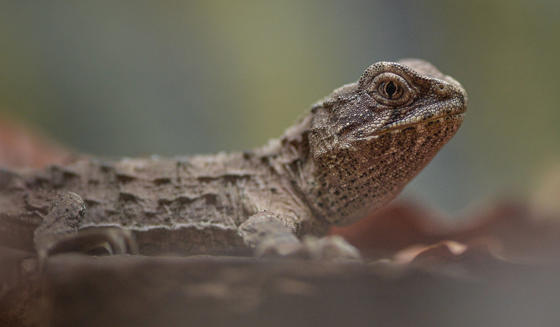 Tuatara 1