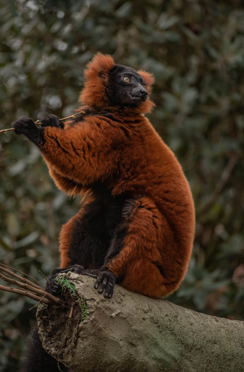 Red Ruffed Lemur 6