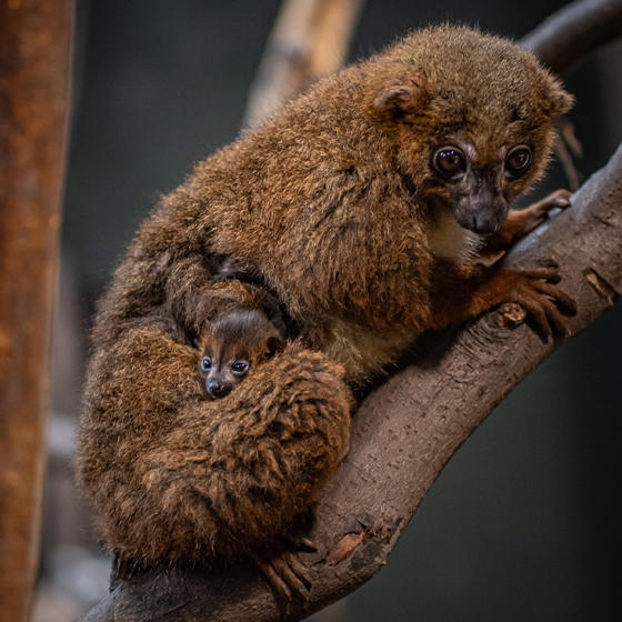 Red Bellied Lemur 4