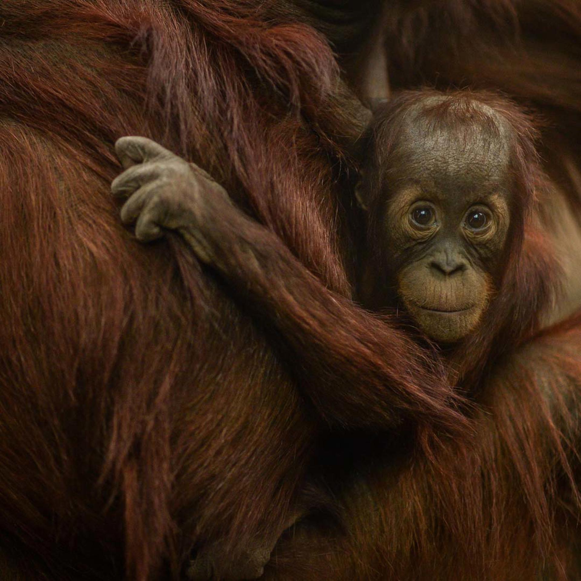 Sumatran Orangutan In The Zoo Square